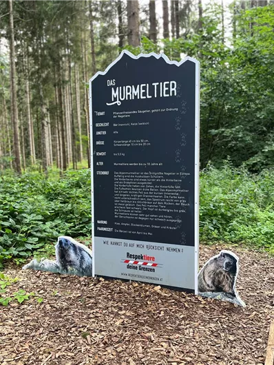 Murmeltier