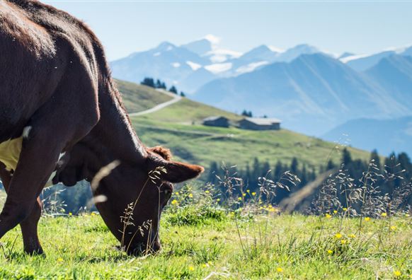Bramberg: 4G Baumgartenalm - Flecklalm -Bergstation Wildkogelbahn